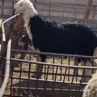 خروف مشروع فحل العمر 8شهور