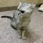 قطه سكوتش فولد
