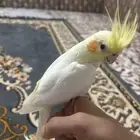 كروان لاتينو اليف