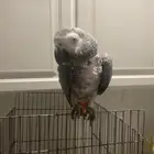 ببغاء كاسكو