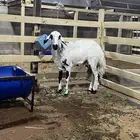 شاه رباع حايل