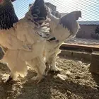 طبق بيض مخصب براهما كولومبي