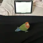 طيور روز اليفات