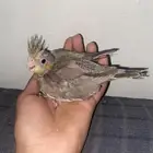 فرخين كروان غر