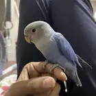 طيور روز أليف