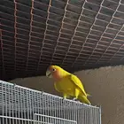 ببغاء روز