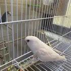 أنثى روز البينو