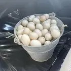 بيض بط مصري أو مسكوفي للبيع مكه بحره