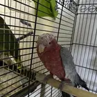 عرض على ذك ر كوكاتو جالا طفره