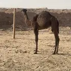 بكره للبيع
