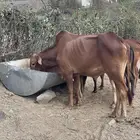 ثور