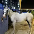 مهر شعبي شيخ ما شاءالله عليه لايفوتك