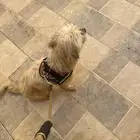 كلب مفقود في احياء السويدي