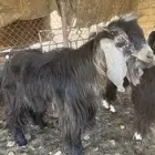 تيس فحل عراضي على الشرط