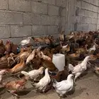 صيصان بلدي