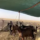 مواعز طيبه