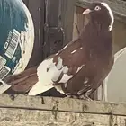 حمام إنجليزي