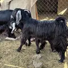 معزا عوارض فاخره