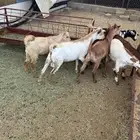 تيوس ذبايح
