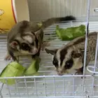 زوج شوقر قلايدر منتج مرتين