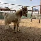 تيس جذع مشروك فاخر