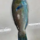 سمك اليوم