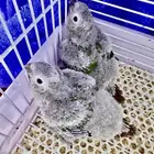 فروخ كنيور قرين شك((تم البيع))