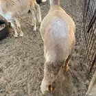 ذبائح سواكن طيبه