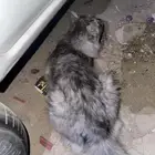 بسه ضايعه