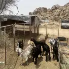 تيوس عوارض فاخره كفو