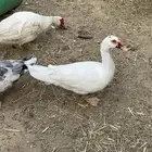 ذكور بط مصري