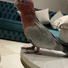 كوكاتو قالا فرخ