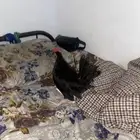 ديك حساوي