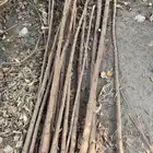 أغصان شجر مناسبه لأقفاص الانتاج