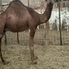 قعدان بلدي