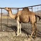 لقحات حمر يولدن من 5800 تم البيع