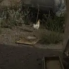 دجاج