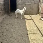 خروف كفو للبيع