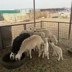 اربع ثنوات. ولد