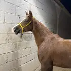 فرس شعبيه جزيريه