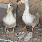 بط للبيع