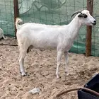 معزا بيشيه بعيالها