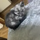 قطط للتبني