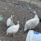 دجاج حبش اربع شهور الوان