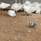 سمان تكساس دم صافي