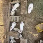 ارانب منتجه للبيع