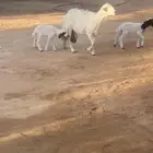 حريه متبع