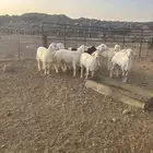 طليان جبره عدد 9 شمال الطائف 160 ك ضواحي المحاني