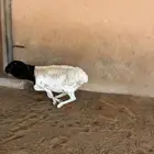 بربري مرابي 5 شهور جذع