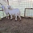 رخال سمان لبيع